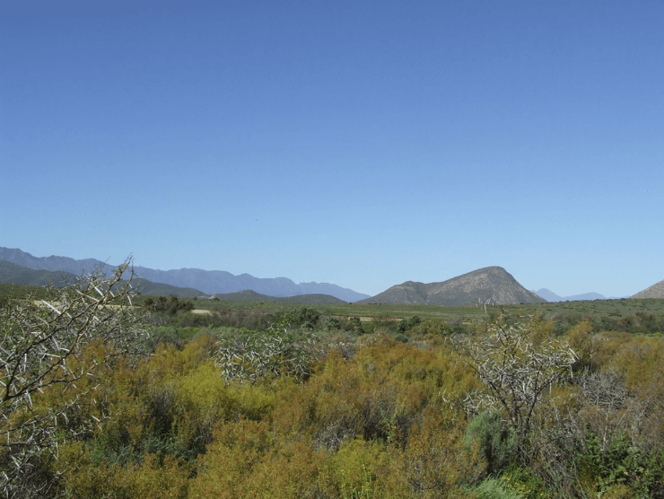 Montagu landscape - beautiful fynbos vegetation and mountain views